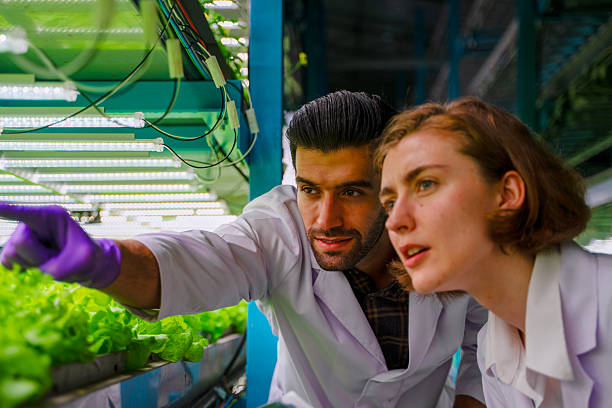 istock Scientist is working at vegetable production greenhouse. 2250260965