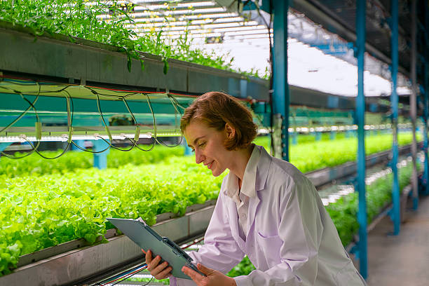 istock Scientist is working at vegetable production greenhouse. 2250260971