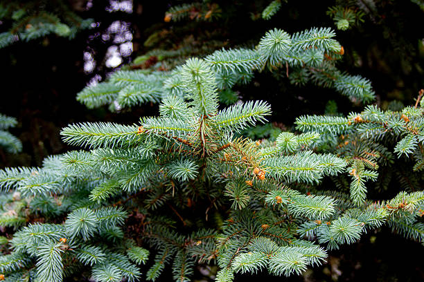 istock Part of a coniferous tree and its branches 2250261445