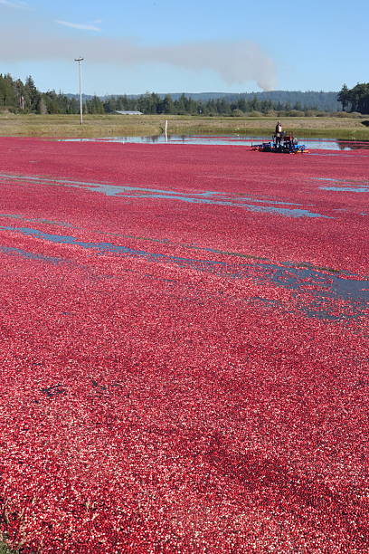 istock Harvesting Cranberries In A Bog 2250262424