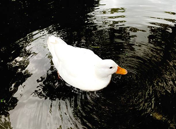 Ducksd swimming in a lake