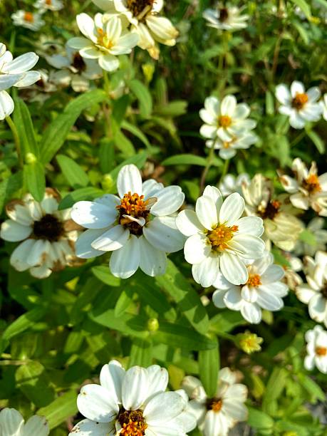 istock White flowers blooming on dark green background 2250262884