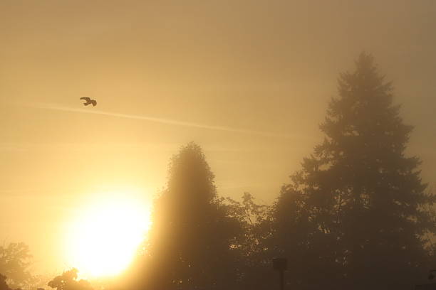 A bird cutting through the morning fog