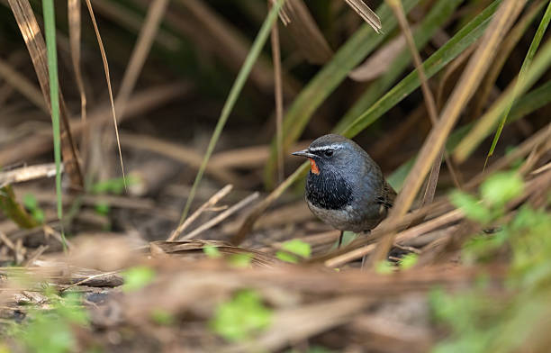 istock Wild Rubythroat calmly positioned inside dense green bushes 2250266343