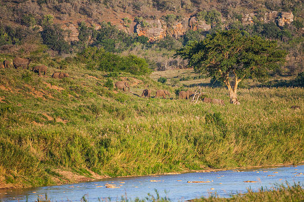 istock Elephant / South Africa 2250266681