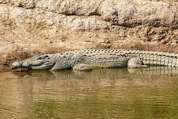 istock Nile crocodile on the riverbank at Mara River 2250271608