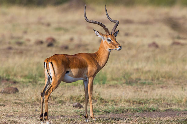 istock Impala on the savannah in Africa 2250271619