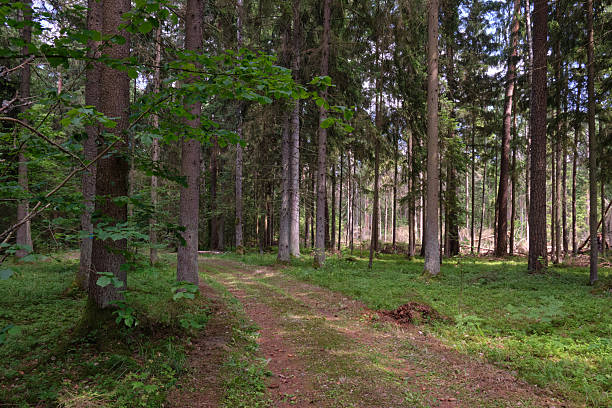 istock Dense mixed forest with lush understory and natural vegetation in summer light 2250277255