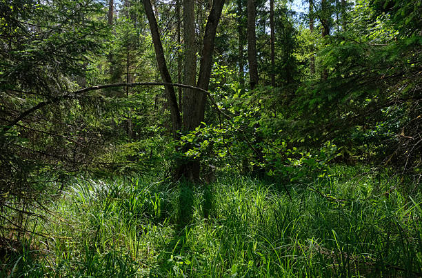 istock Dense mixed forest with lush understory and natural vegetation in summer light 2250277425