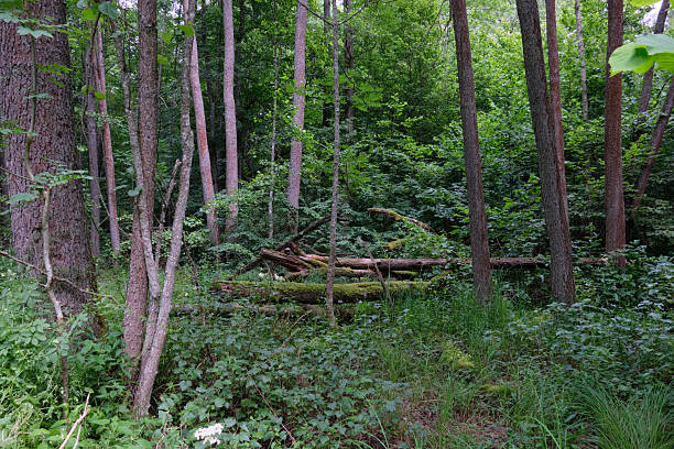 istock Dense mixed forest with lush understory and natural vegetation in summer light 2250277444