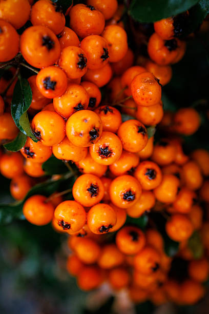 istock Macro Cluster of Bright Orange Firethorn Berries 2250279504