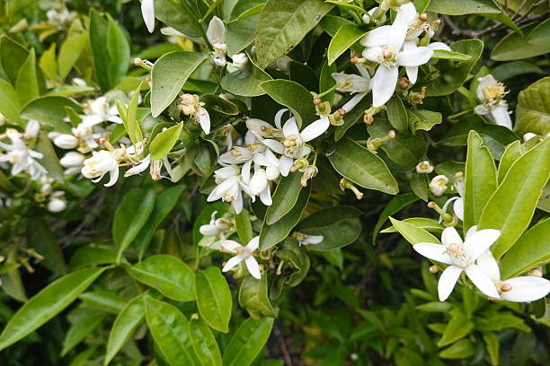 istock Orange tree blossoming with fragrant white flowers in spring 2250281793