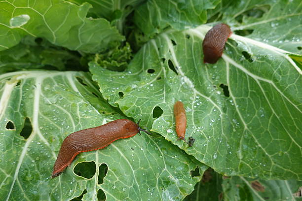 istock Slugs eating cabbage leaves in garden 2250282163