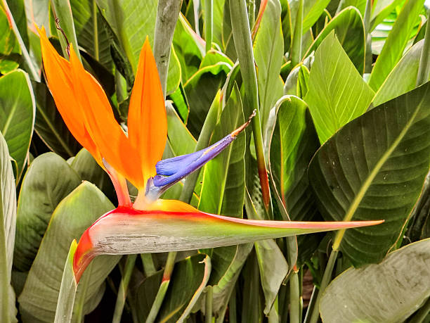 istock Paradise flower, strelitzia reginae flower. 2250282702