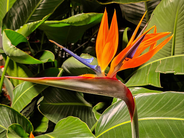 istock Paradise flower, strelitzia reginae flower. 2250282704