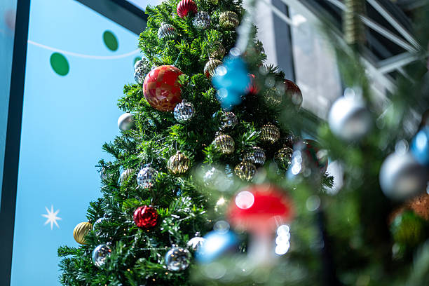 istock Among the Evergreen Stars 2250283253