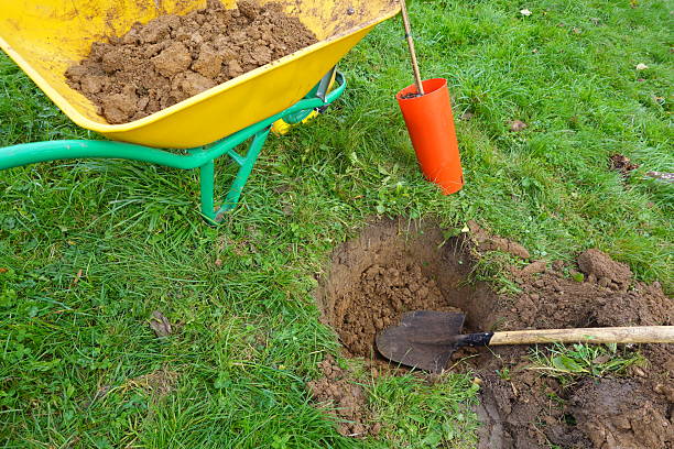 istock Planting a guava tree: gardener preparing soil and hole 2250283325