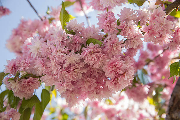 istock Japanese Flowering Cherry Tree with Pink Double Blossoms 2250283383