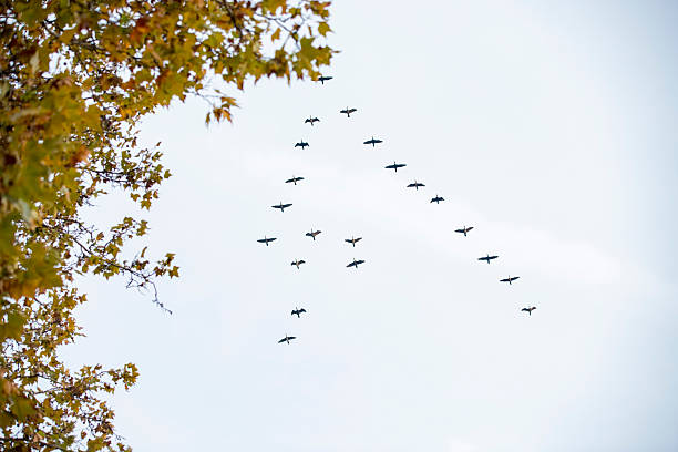 istock V-Formation of Migratory Birds Flying South 2250283636