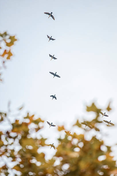 A flock of migratory birds travels in a V-formation across the sky, moving south for the seasonal migration. The image captures their coordinated flight pattern and the sense of movement against an open, natural backdrop.