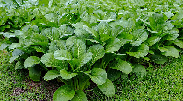 Lush Green Leafy Vegetables background