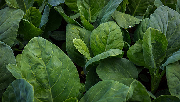 The Lush Texture of Collard Greens (or Kale) background