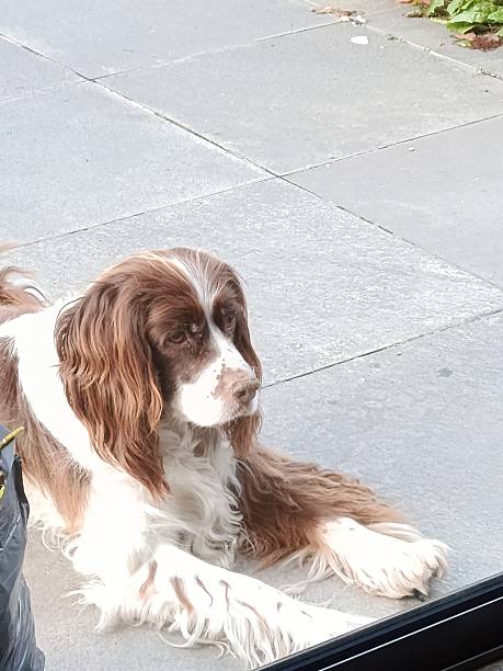 istock A beautiful dog is waiting for its owner. 2250284717