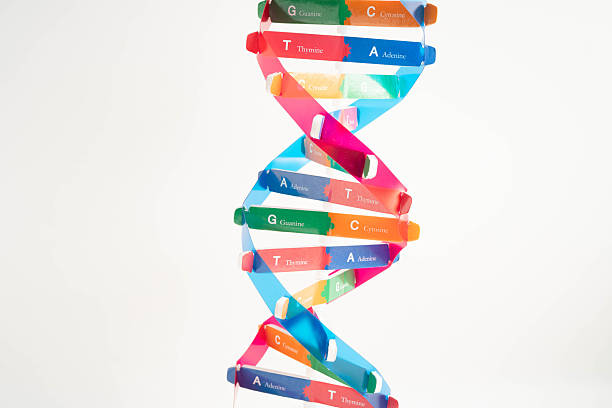 istock DNA molecule spiral structure model isolated on white background, chromosome and gene chemical science biology. 2250289035