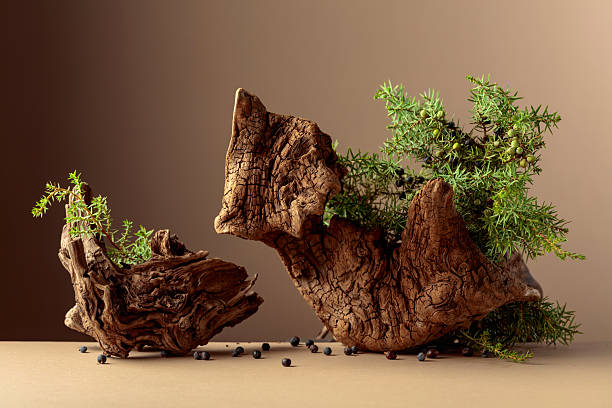 istock Juniper branches with berries and old wooden snags on a beige background. 2250290655