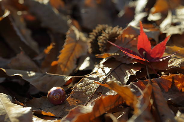 istock Autumn leaves in Japan 2250291304