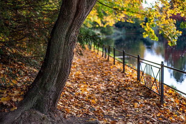 istock autumn garden in sunshine and pond 2250293538