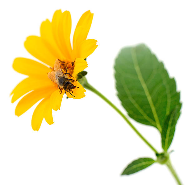 istock Honey Bee Pollinating a Bright Yellow Flower 2250294116