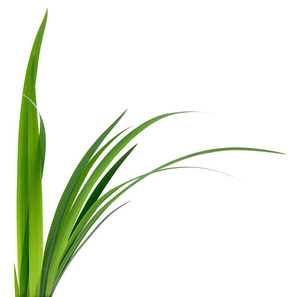 Long thin tropical leaf