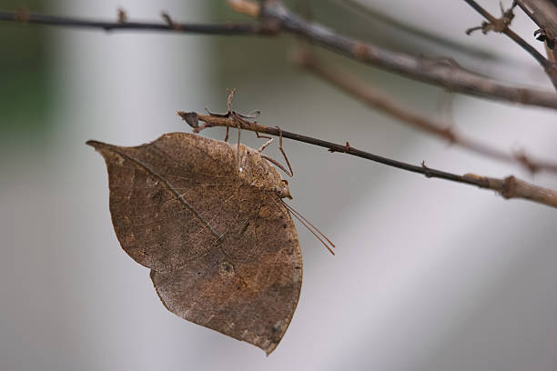 A brown insect cleverly disguises itself as a dry leaf while perched on a thin branch. The scene captures a moment of stillness in a natural setting as sunlight filters through.