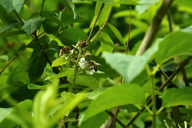 istock Honey bee collecting nectar on wild raspberry flower in greenery 2250297309