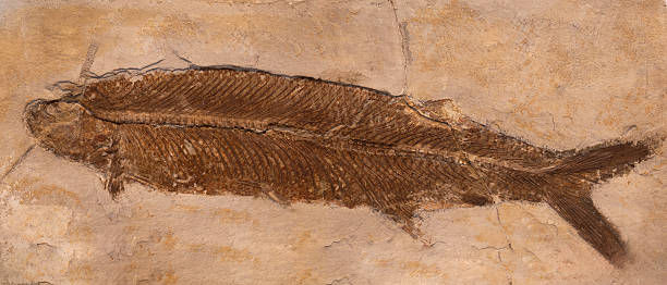 istock fossil of prehistoric fish in the stone 2250297568