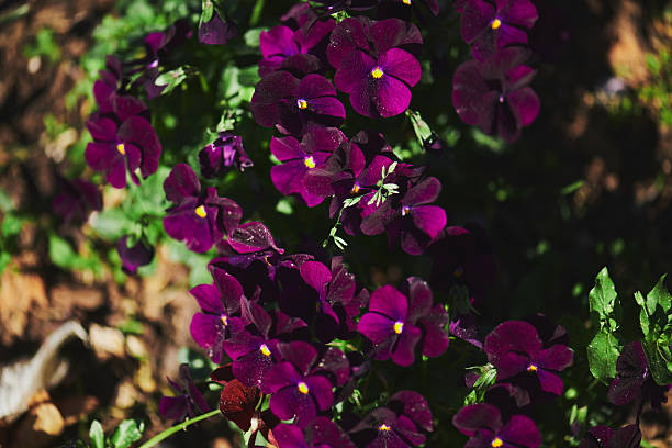 Cluster of deep purple flowers growing outdoors in a natural setting down south, illuminated by sunlight, surrounded by green foliage during daytime
