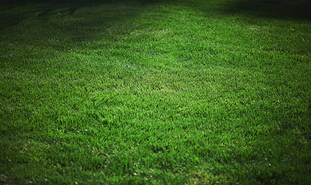 istock Lush Green Grass Lawn With Bright Sunlight Shadows Down South Outdoors 2250298464