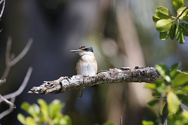 istock sacred kingfisher (Todiramphus sanctus) Queensland Australia 2250299978
