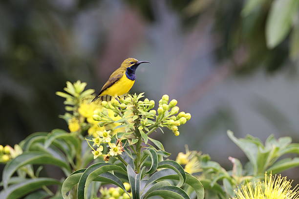 istock garden sunbird (Cinnyris jugularis) Queensland, Australia 2250300060