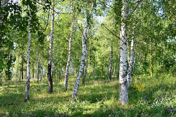 birch forest