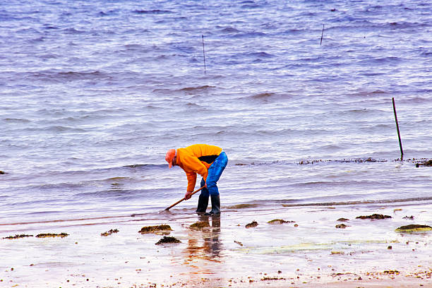 Fisherman picking up shellfish with a rake from beach water edge. Vilagarcía de Arousa, Rías Baixas, Galicia ,Spain.