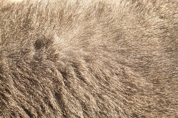 istock Close up of the texture on a gray cat fur 2250303543