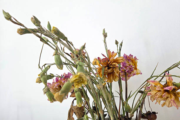 istock Dried Floral Arrangement on White Background for Rustic Home Decor and Design 2250306544