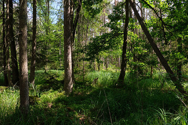 istock Dense mixed forest with lush understory and natural vegetation in summer light 2250307817