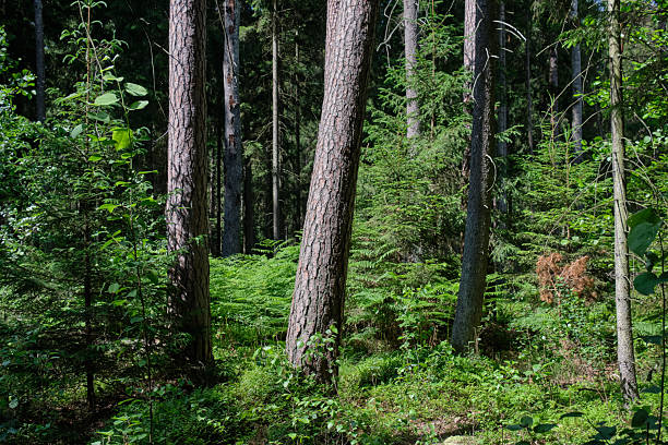 istock Dense mixed forest with lush understory and natural vegetation in summer light 2250307841
