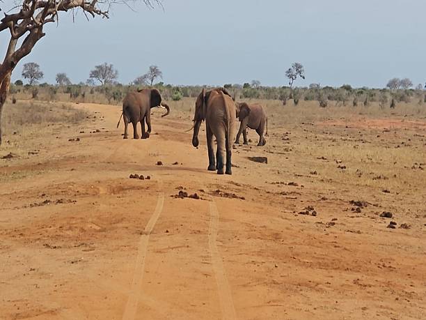 istock View of the Elephants. 2250309196