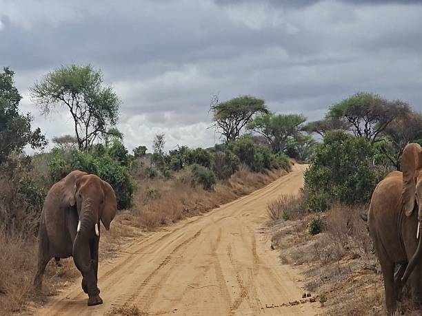 istock Live in the jungle: An elephant in its natural habitat. 2250309260