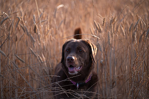istock Chocolate Labrador Retriever in Golden Wheat Field 2250309944