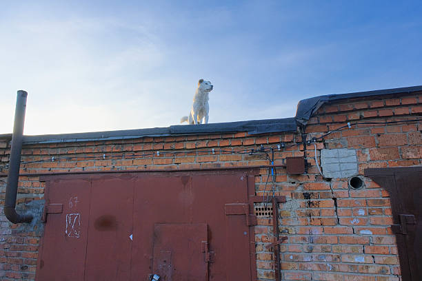 istock The dog on the roof 2250310696